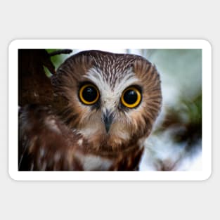 Northern Saw Whet Owl Portrait Sticker